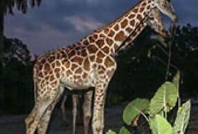 Taiping Lakeview Homestay