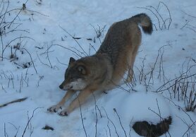 Wildnisresidenz am Nationalpark