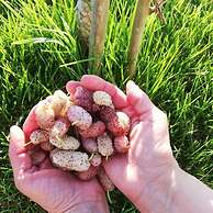 Agriturismo Masseria Cannella