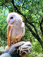 Vila Mafra - Grill Terrace