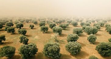 B&B Barone Gambadoro