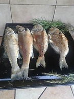 Holiday House Perkic mm