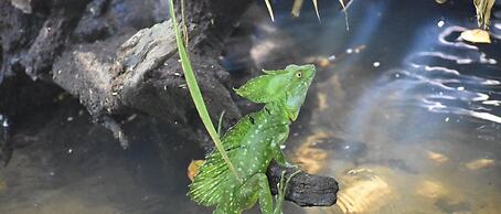 Casa Turtle Bogue - Hostel