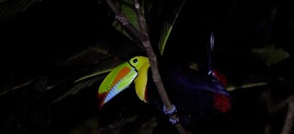 Casa Turtle Bogue - Hostel