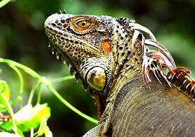 Casa Turtle Bogue - Hostel