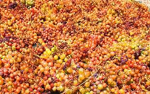 Ariana Eco Suites - Adults Only