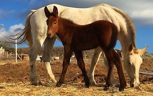 Ariana Eco Suites - Adults Only