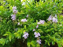 Mai Chau Xanh Bungalow