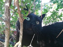 B&B Villa Cinque Pini