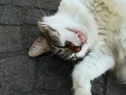 B&B Villa Cinque Pini