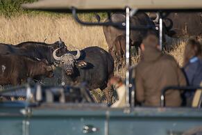 Stargazer Camp - Bellevue Forest Reserve