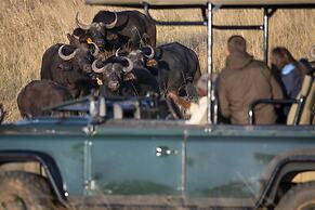 Stargazer Camp - Bellevue Forest Reserve
