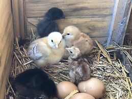 Au coq des bois