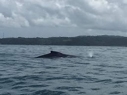 Casa Alice Surf Lodge - Hostel