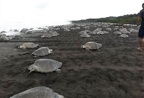 Casa Alice Surf Lodge - Hostel