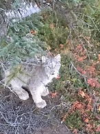Wood River Lodge - Side-by-Side,Jet Boat transport included, Flight Op