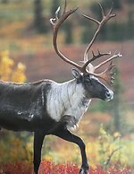 Wood River Lodge - Side-by-Side,Jet Boat transport included, Flight Op