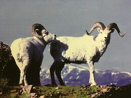 Wood River Lodge - Side-by-Side,Jet Boat transport included, Flight Op