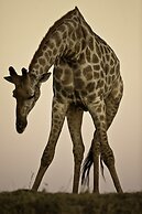 Ichingo Chobe River Lodge