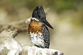Ichingo Chobe River Lodge