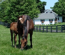 The Guesthouse at Rosecrest Farm