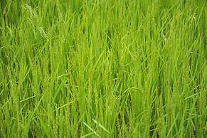 The Woods Resorts Wayanad