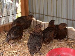 Sigiriya King's Resort