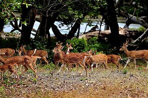 Sigiriya King's Resort