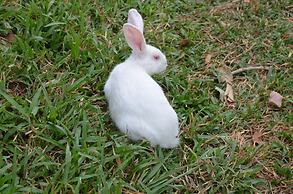 Sigiriya King's Resort