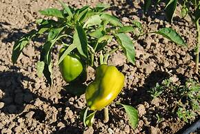 Cascina Bosco Gerolo