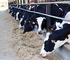 Cascina Bosco Gerolo