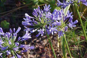 La Villa les Hespérides