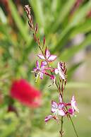 La Villa les Hespérides