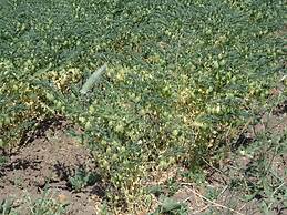 Agriturismo San Pietro