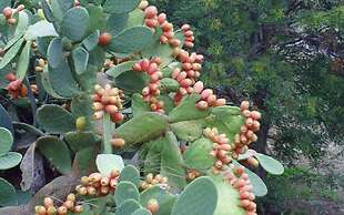 Agriturismo San Pietro