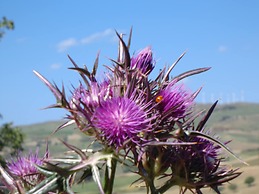 Agriturismo San Pietro