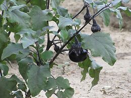 Agriturismo San Pietro