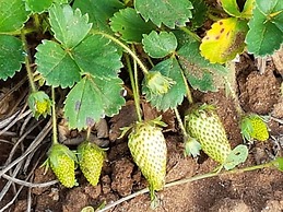 Le Radici Casa Vacanze