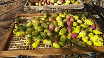 Le Radici Casa Vacanze