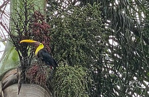 Hotel Tropical Garden