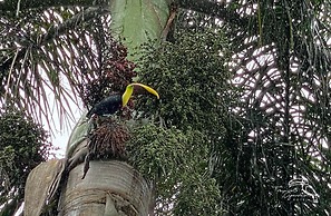 Hotel Tropical Garden