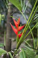 Orchid House Tulum Jungle