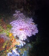 Viani Bay Resort at Dive Academy Fiji