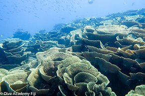 Viani Bay Resort at Dive Academy Fiji