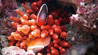 Viani Bay Resort at Dive Academy Fiji