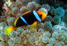 Viani Bay Resort at Dive Academy Fiji