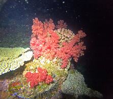 Viani Bay Resort at Dive Academy Fiji