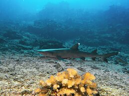Viani Bay Resort at Dive Academy Fiji