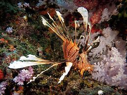 Viani Bay Resort at Dive Academy Fiji