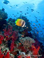 Viani Bay Resort at Dive Academy Fiji